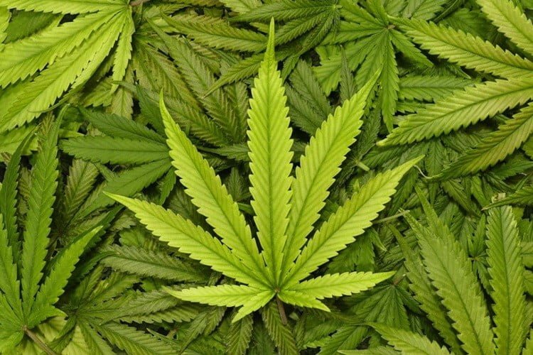 Is cannabis addictive