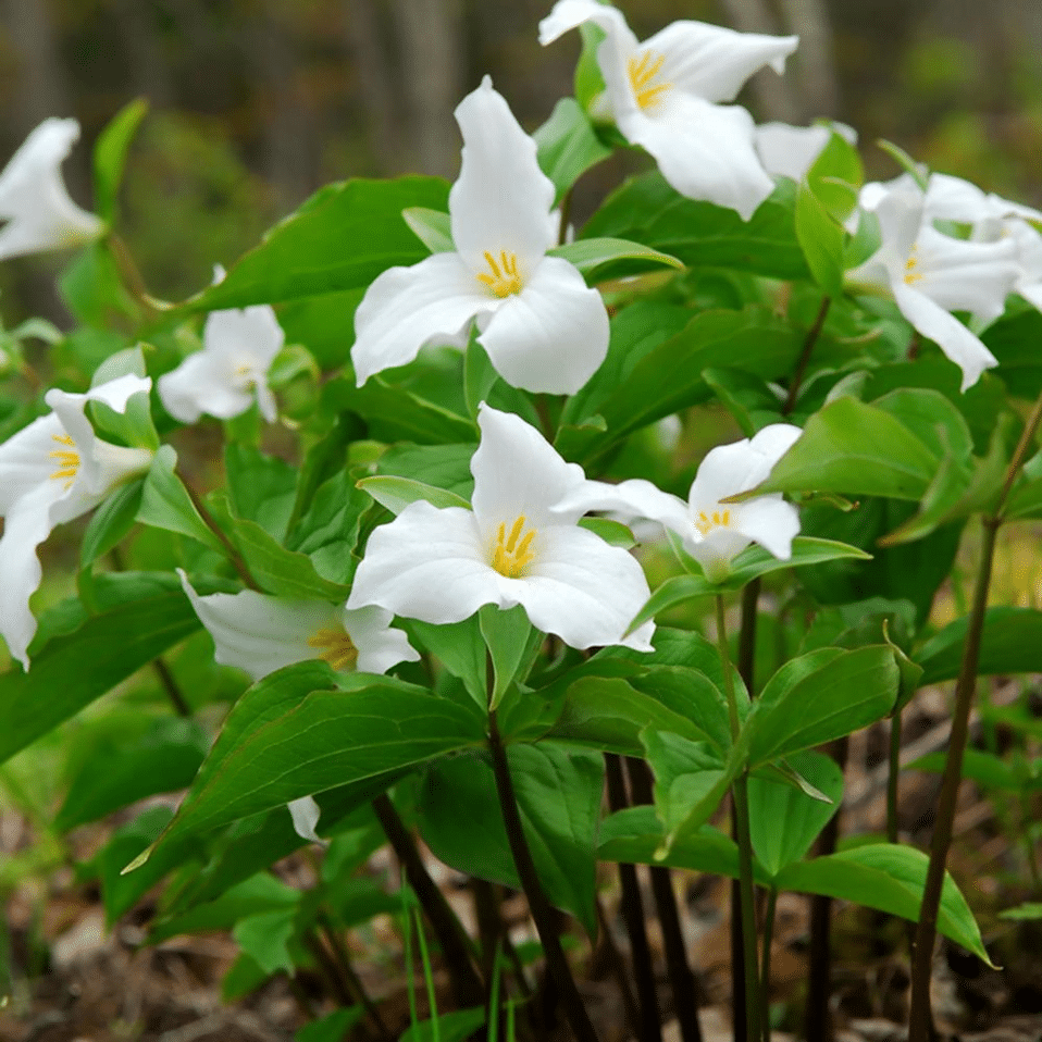 Best shade perennials