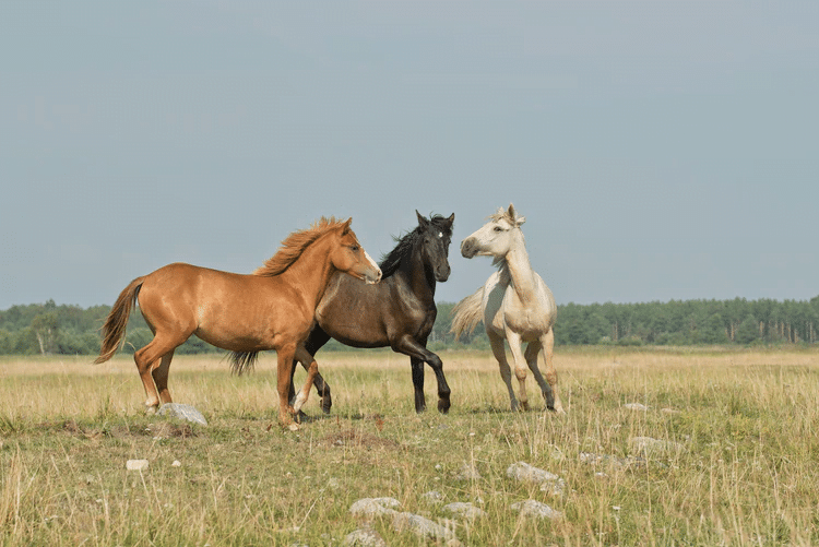 CBD oil for horse