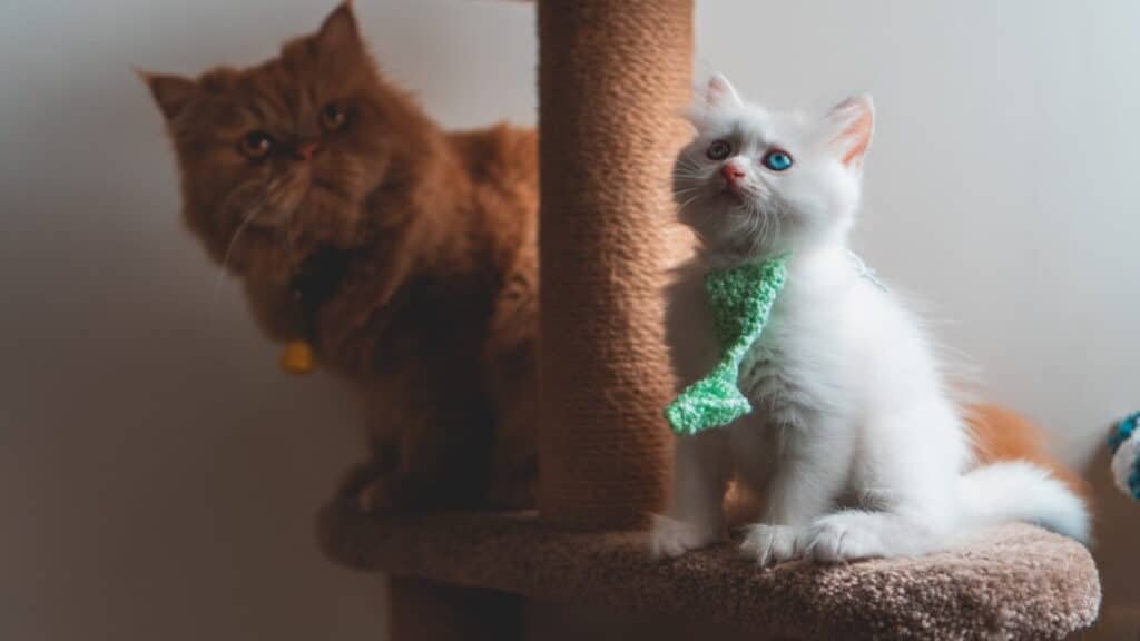 A cat sitting in front of a mirror posing for the camera

Description automatically generated