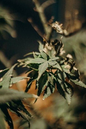 Can Delta-8 Hemp Flower Heal Your Dry And Itchy Skin?