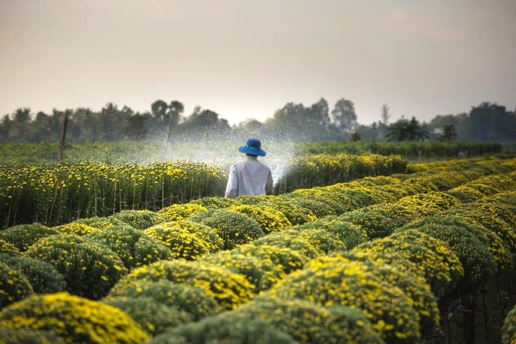 pexels quang nguyen vinh 2132250