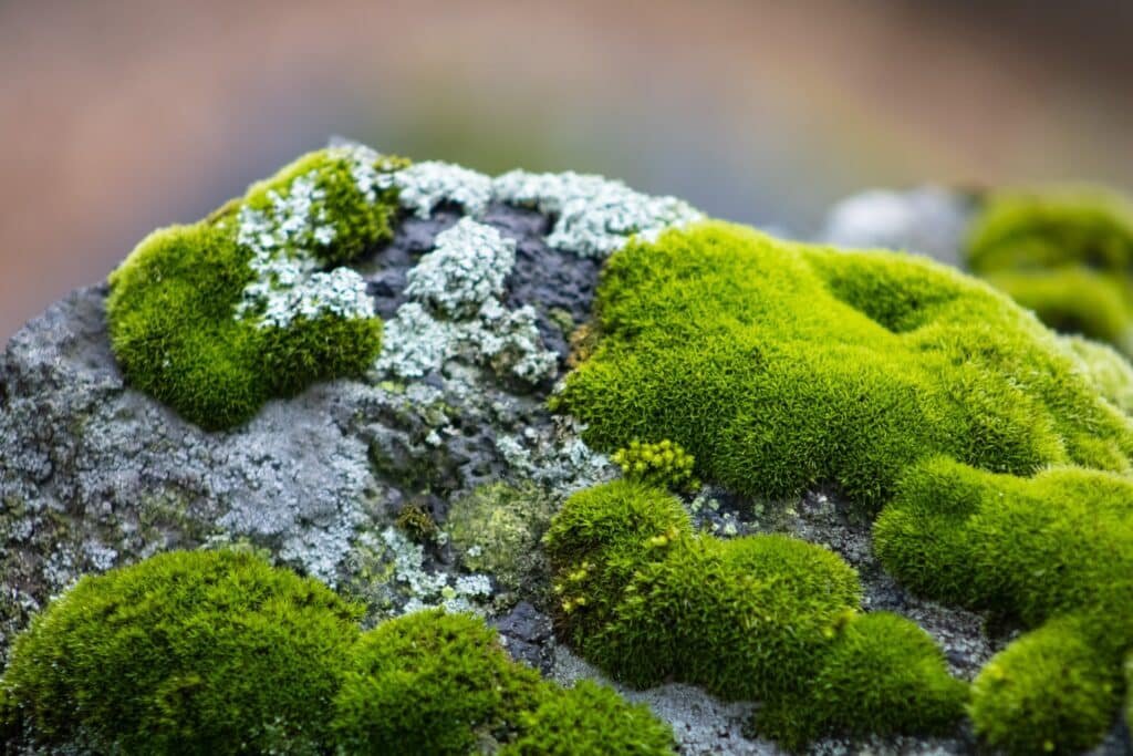 Moss Benefits for The Environment