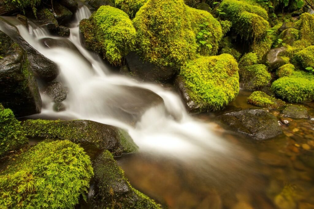 Moss Benefits for The Environment