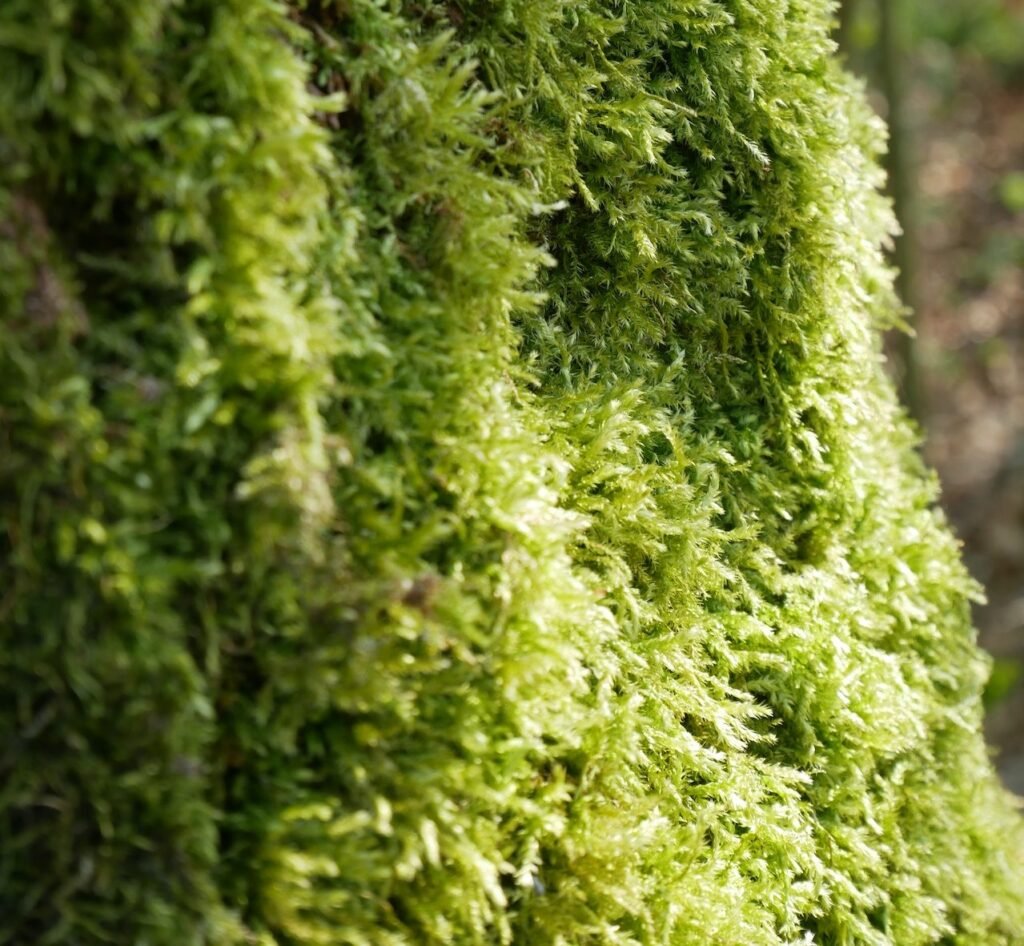 Mosses are used for moisture control and stagnant water cleanup