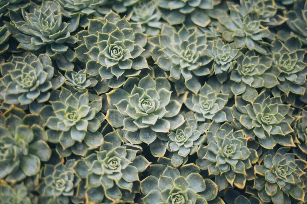 Amazing History of Succulents | Where do they come from?